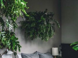 cropped-quarto-urban-jungle-1-hiltoncarter-1-1.jpg