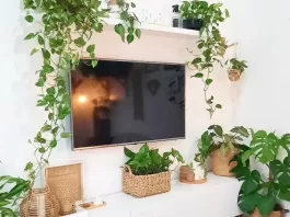 thumb-jiboia-na-decoracao-beleza-natural