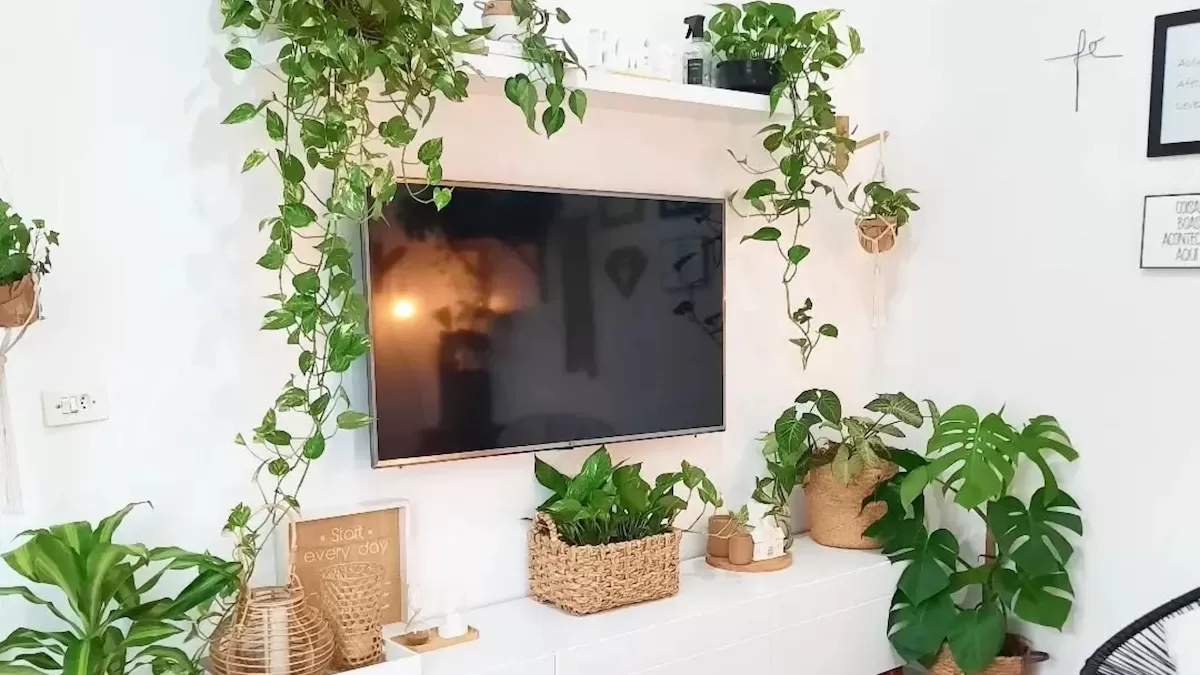 thumb-jiboia-na-decoracao-beleza-natural
