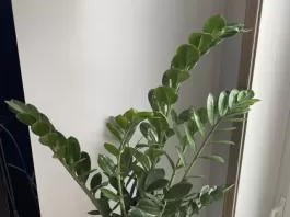 planta-zamioculca