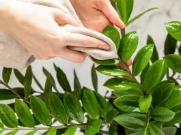 limpando-folhas-zamioculca