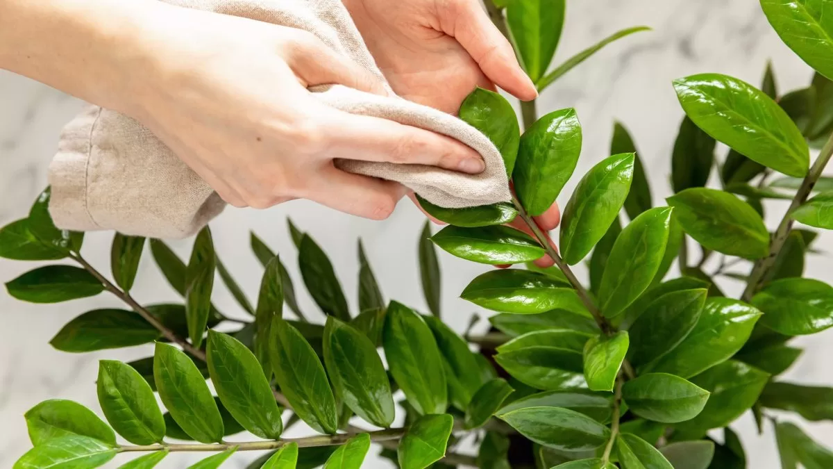 limpando-folhas-zamioculca