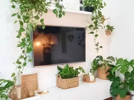 thumb-12-plantas-perfeitas-para-usar-dentro-de-casa