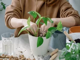 substrato-planta-jiboia-foto-AdobeStock