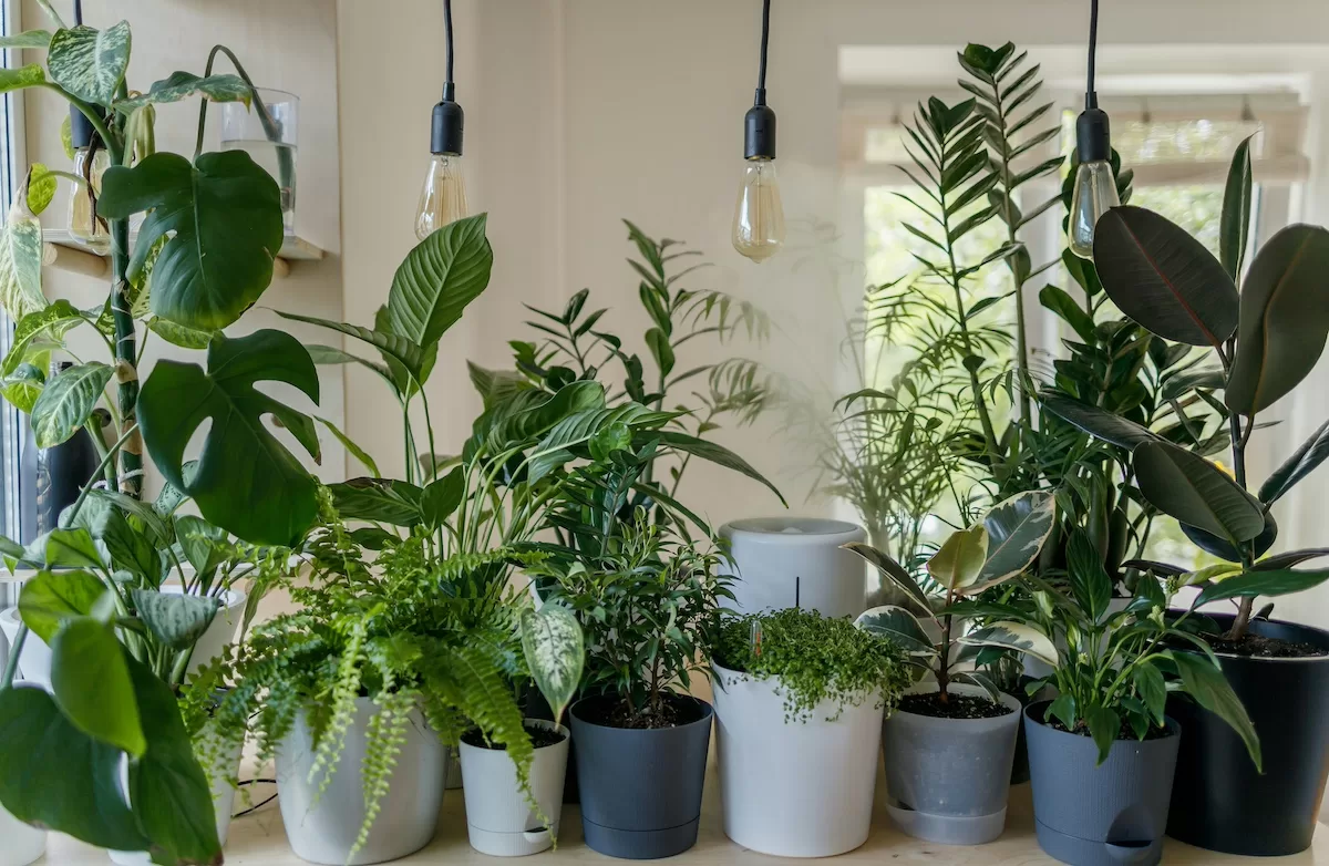 thumb-5-plantas-que-purificam-o-ar-vadim-kaipov-8ZELrodSvTc-unsplash