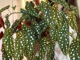 thumb-begonia-maculata-cuidados-essenciais-e-inspiracoes-de-decoracao