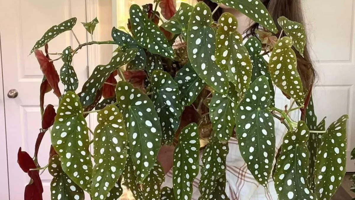 thumb-begonia-maculata-cuidados-essenciais-e-inspiracoes-de-decoracao