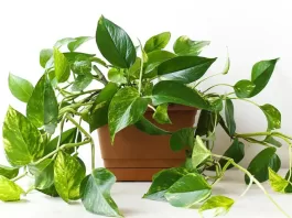 thumb-guia-pratico-da-jiboia-como-cuidar-cultivar-e-decorar-sua-casa