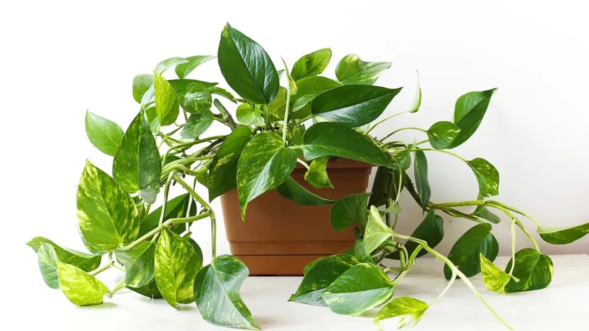thumb-guia-pratico-da-jiboia-como-cuidar-cultivar-e-decorar-sua-casa
