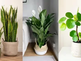 thumb-plantas-faceis-de-cuidar-12-especies-perfeitas