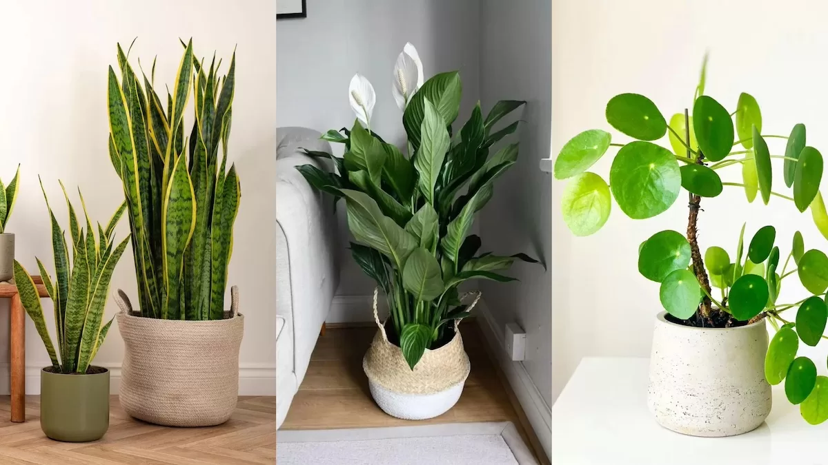 thumb-plantas-faceis-de-cuidar-12-especies-perfeitas