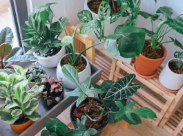 thumb-essas-5-plantas-ajudam-a-melhorar-o-humor-e-deixar-a-casa-mais-leve
