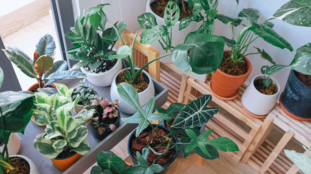 thumb-essas-5-plantas-ajudam-a-melhorar-o-humor-e-deixar-a-casa-mais-leve