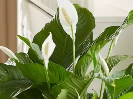 thumb-lirio-da-paz-guia-pratico-com-7-dicas