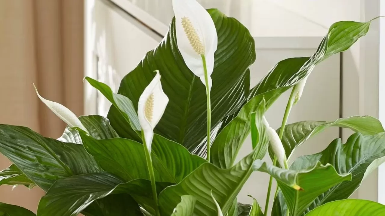 thumb-lirio-da-paz-guia-pratico-com-7-dicas