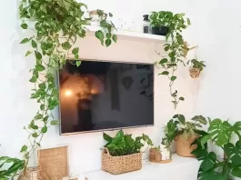 thumb-plantas-que-purificam-o-ar-9-opcoes-faceis-de-cuidar