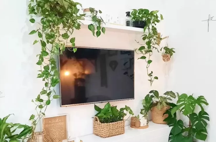 thumb-plantas-que-purificam-o-ar-9-opcoes-faceis-de-cuidar