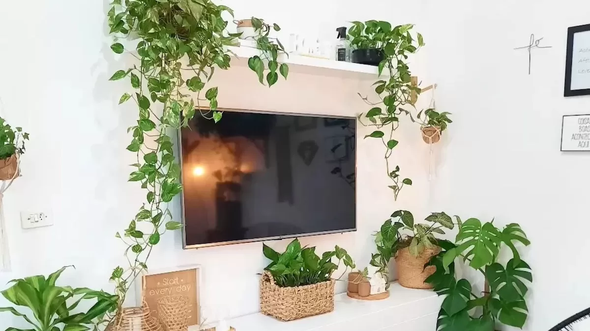 thumb-plantas-que-purificam-o-ar-9-opcoes-faceis-de-cuidar