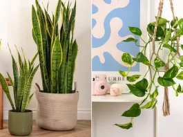 thumb-purificam-o-ar-e-pedem-pouca-agua-plantas-perfeitas-para-ter-em-casa