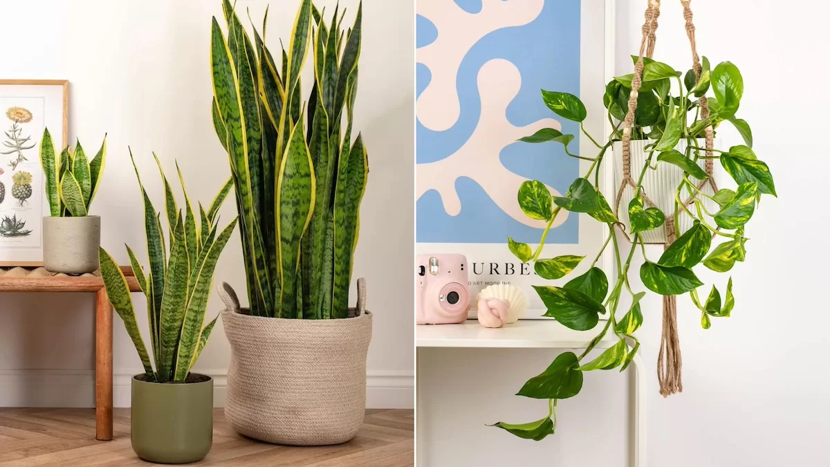 thumb-purificam-o-ar-e-pedem-pouca-agua-plantas-perfeitas-para-ter-em-casa