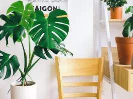 thumb-7-plantas-que-melhoram-a-energia-da-casa-e-deixam-o-ambiente-mais-leve