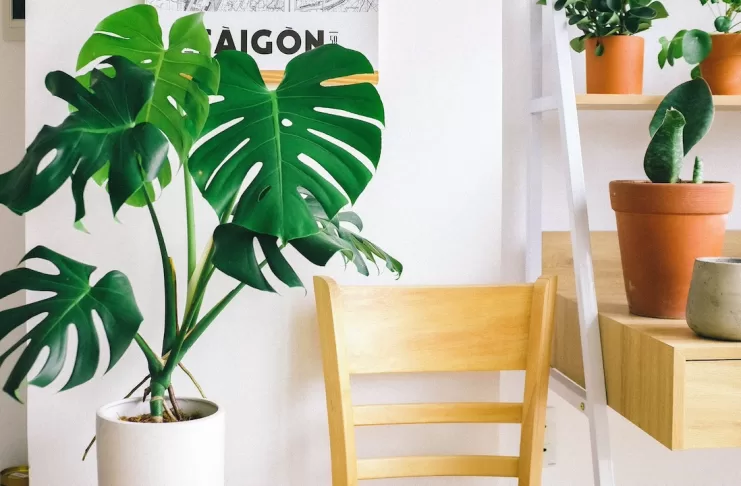 thumb-7-plantas-que-melhoram-a-energia-da-casa-e-deixam-o-ambiente-mais-leve