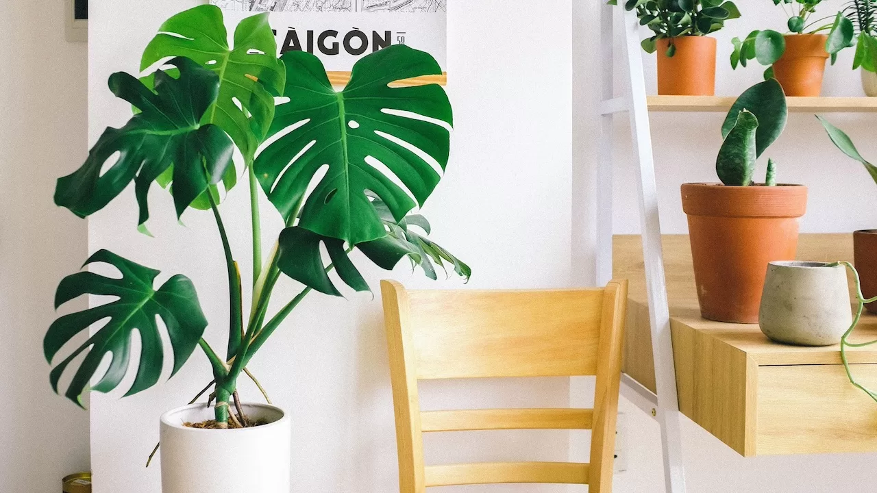 thumb-7-plantas-que-melhoram-a-energia-da-casa-e-deixam-o-ambiente-mais-leve