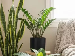 thumb-plantas-para-quarto-9-especies-faceis-de-cuidar-e-cheias-de-estilo