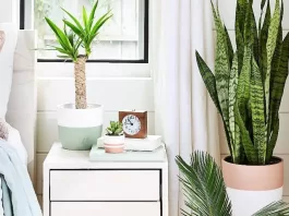 thumb-pouca-gente-sabe-mas-essa-planta-precisa-de-mais-luz